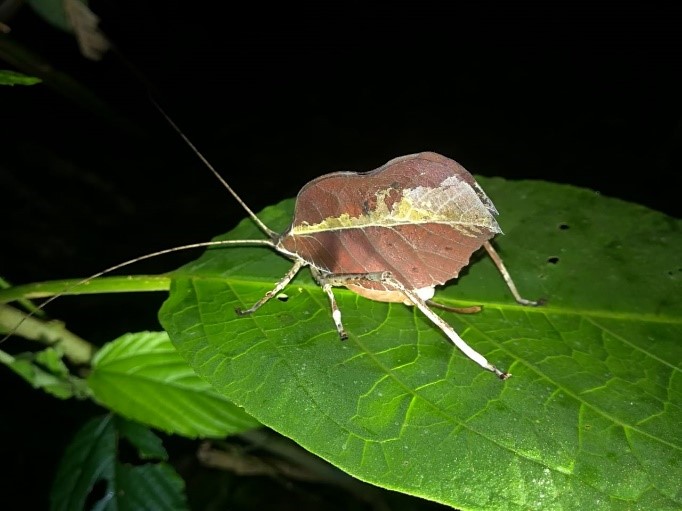 Finca Siempre Verde Mastatal, Rural Tourism, Horseback Riding, Natural building, Tours to La Cangreja, Organic Farm, Volunteers and Spanish School in Puriscal, Costa Rica