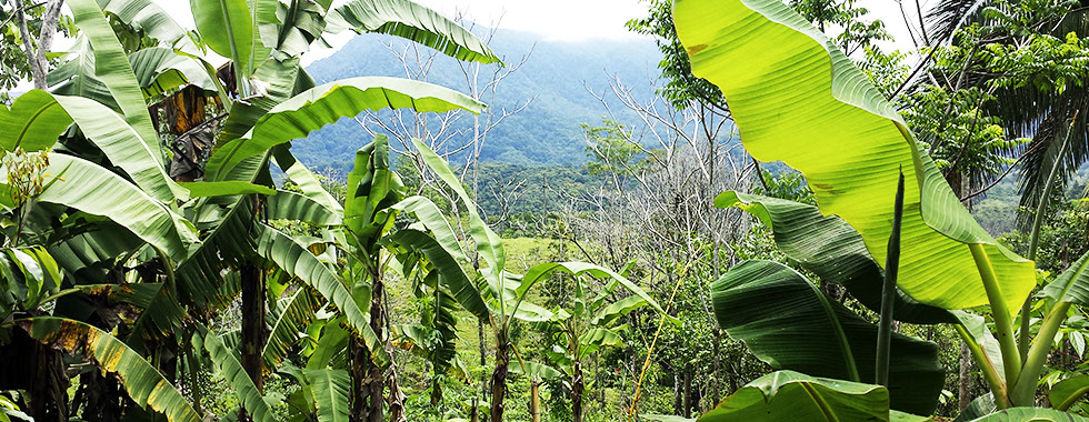 Finca Mastatal, Rural Tourism, Horseback Riding, Natural building, Tours to La Cangreja, Organic Farm, Volunteers and Spanish School in Puriscal 7
