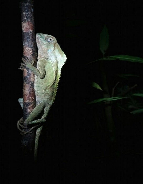 Finca Siempre Verde Mastatal, Rural Tourism, Horseback Riding, Natural building, Tours to La Cangreja, Organic Farm, Volunteers and Spanish School in Puriscal, Costa Rica