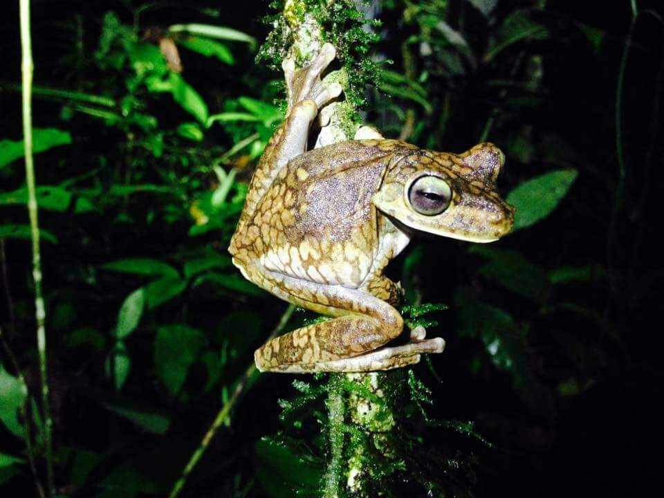 Finca Siempre Verde Mastatal, Rural Tourism, Horseback Riding, Natural building, Tours to La Cangreja, Organic Farm, Volunteers and Spanish School in Puriscal, Costa Rica